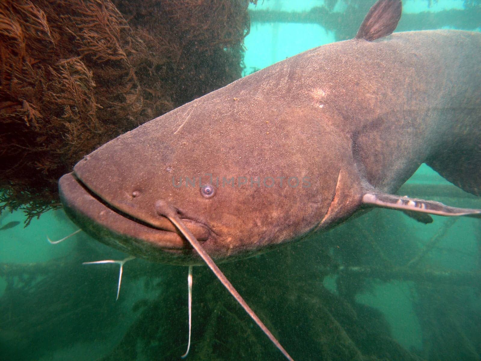 Catfish