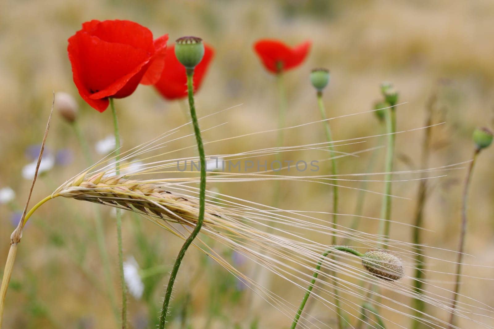 Poppies in the barley field