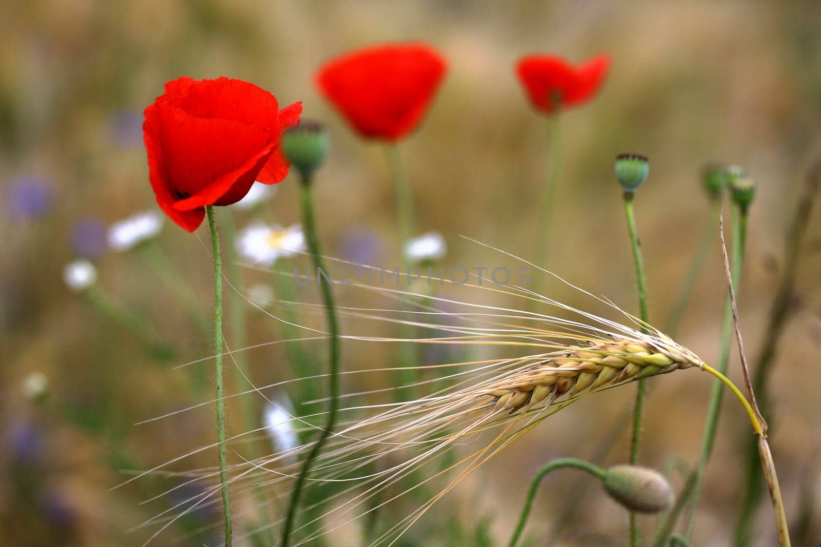 Poppies in the barley field