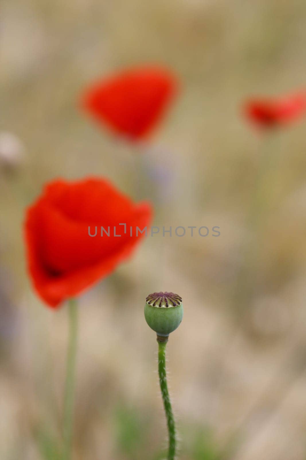 Poppy seed capsule