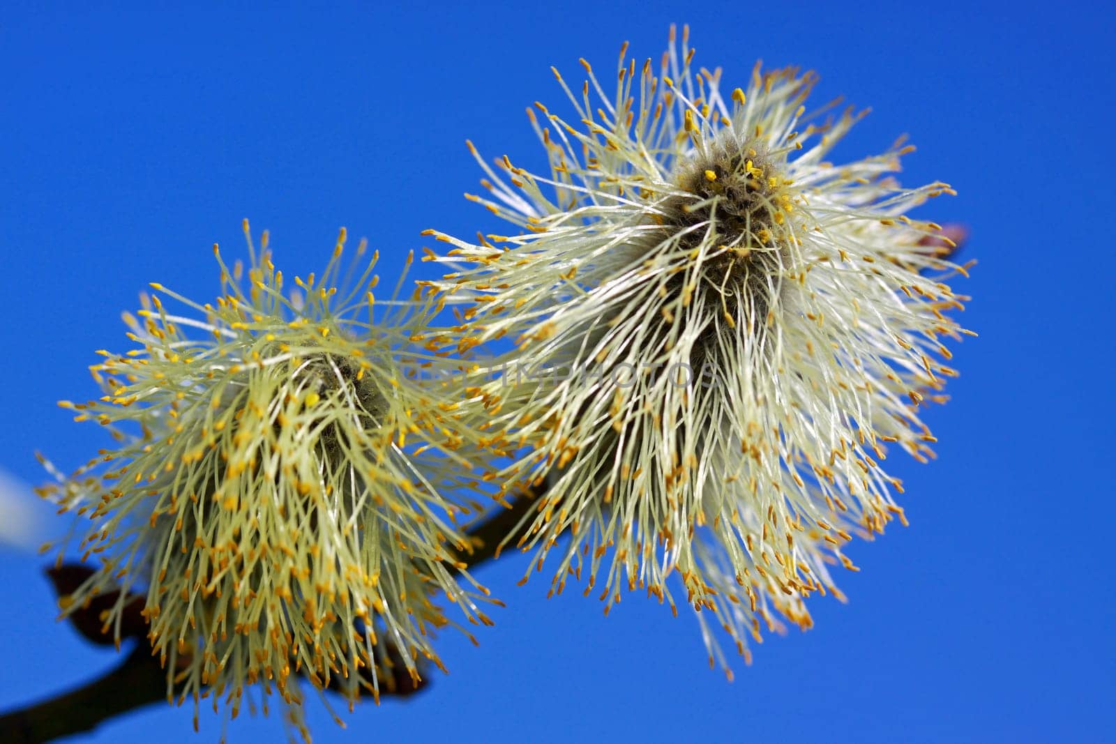 Willow catkin