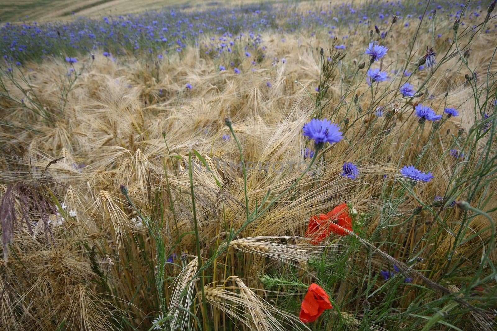 Barley Field