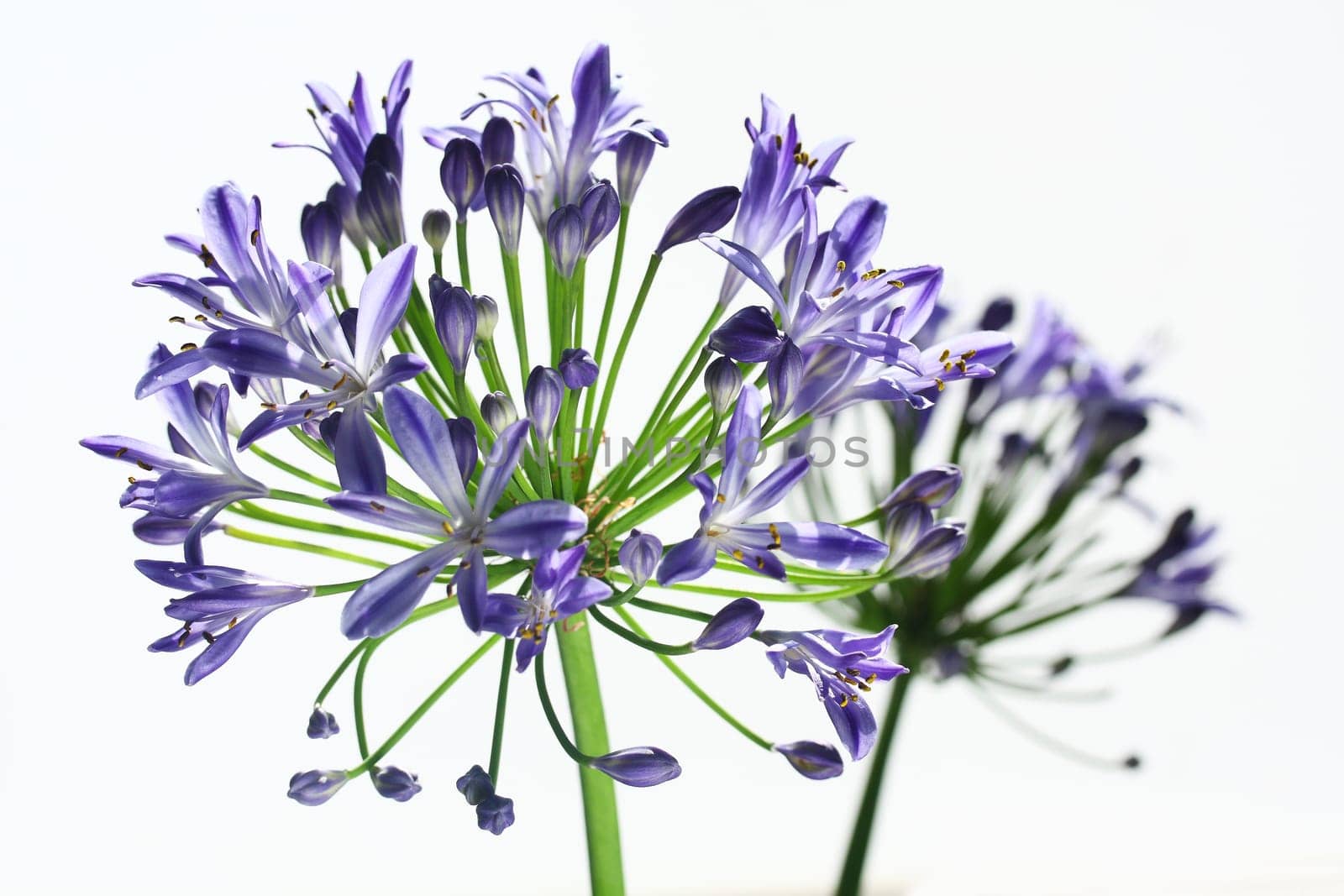 Agapanthus Ornamental Lily