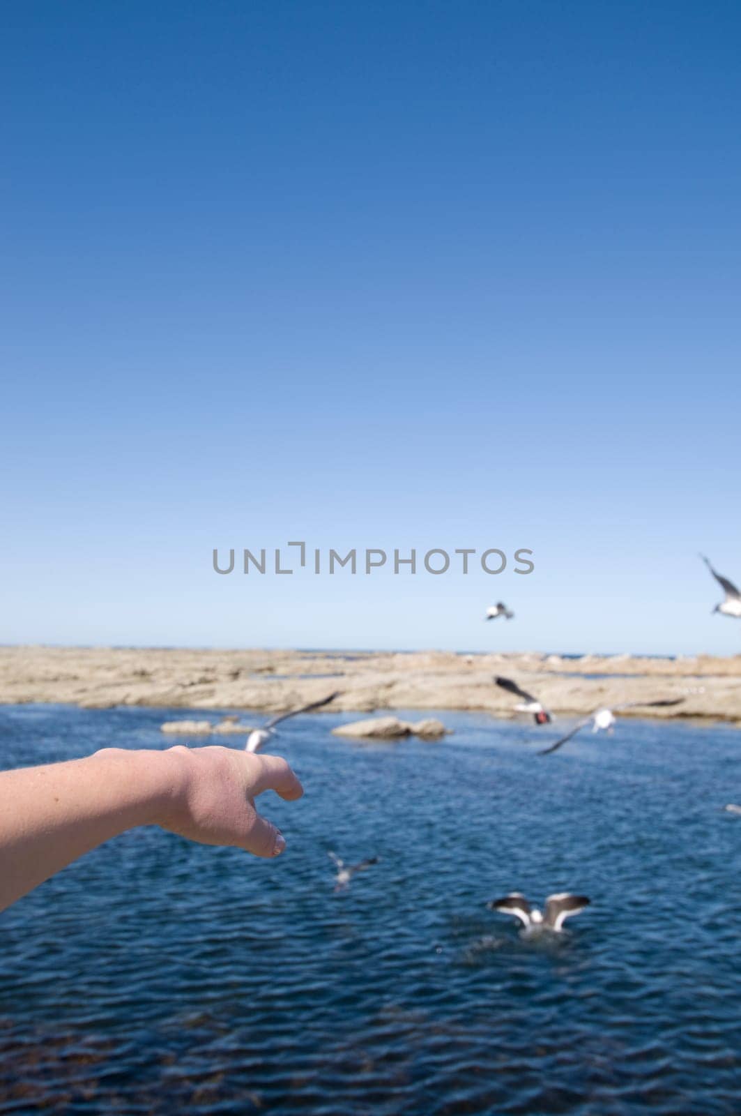 segulls and ocean