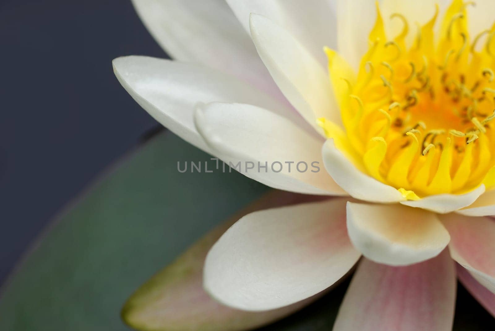 Water Lily Macro