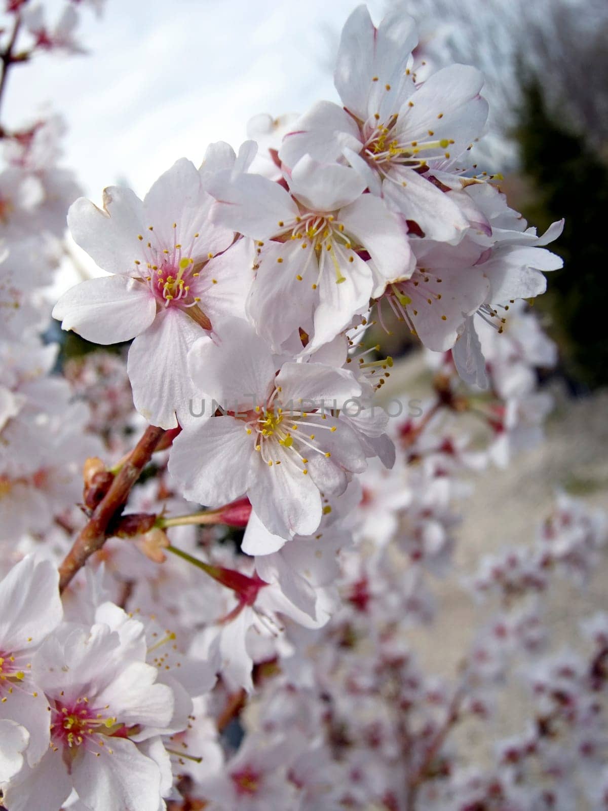 Cherry blossom