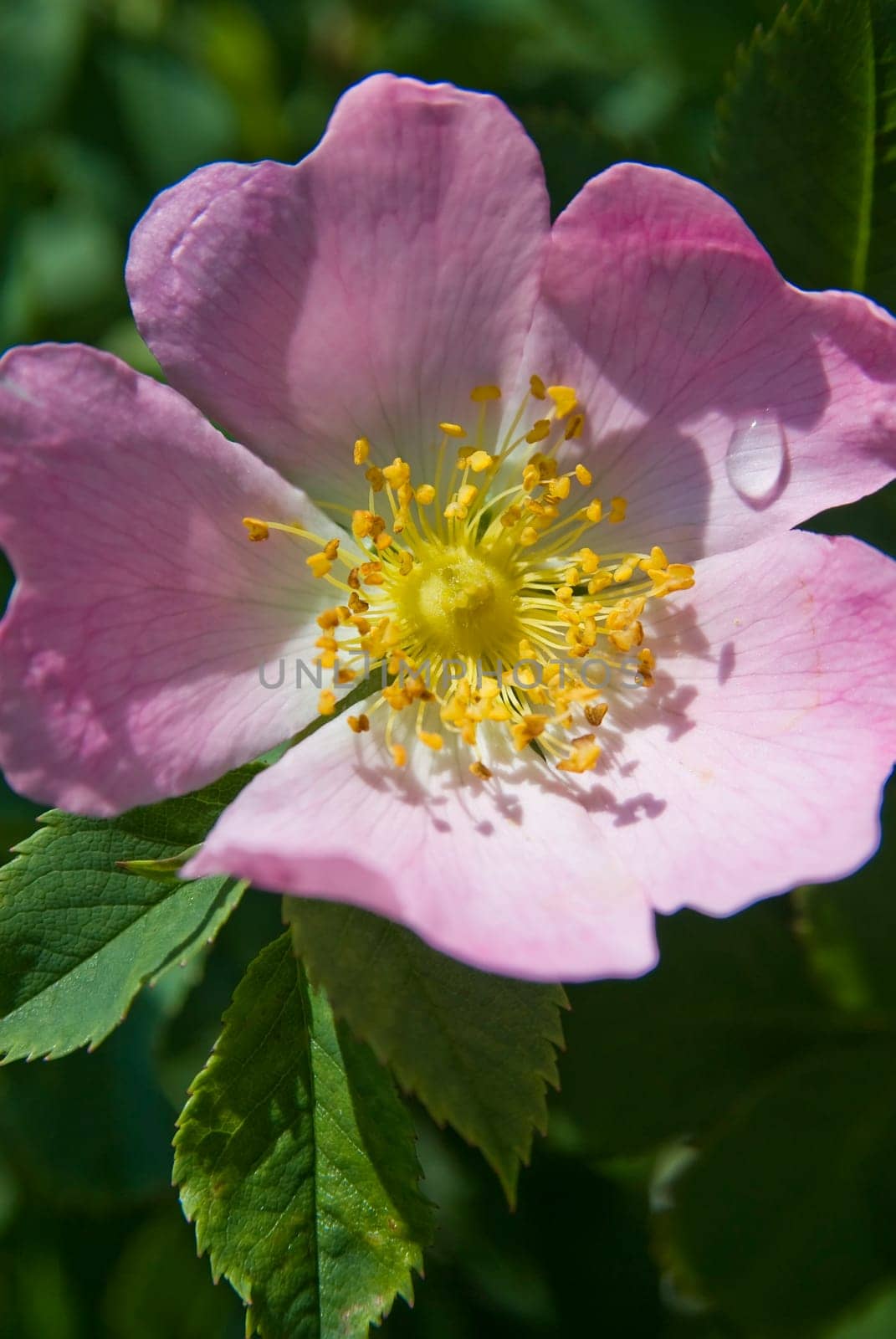 Dog rose
