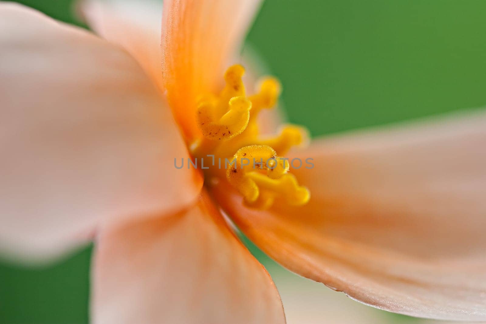 Begonia