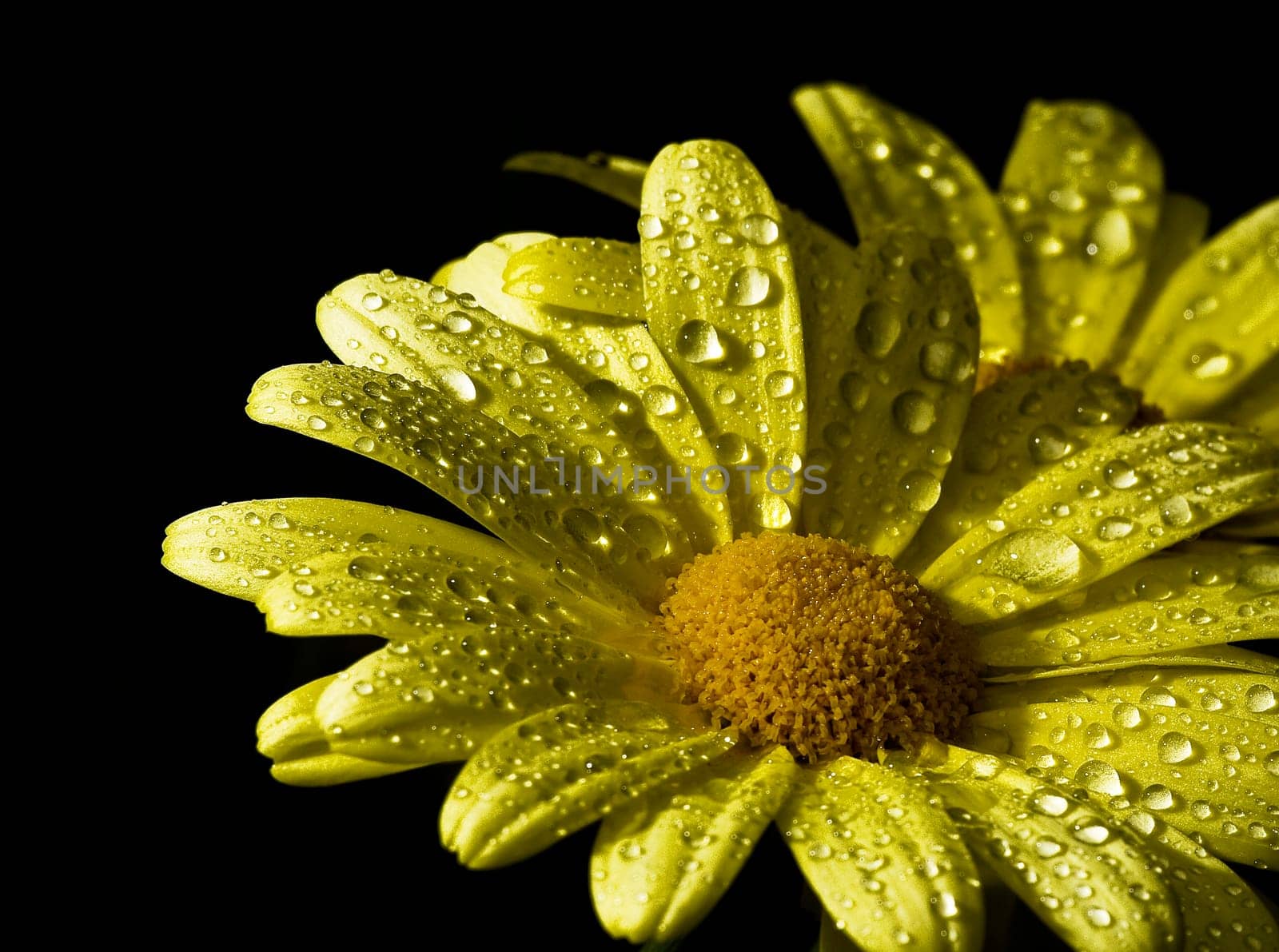 Daisies