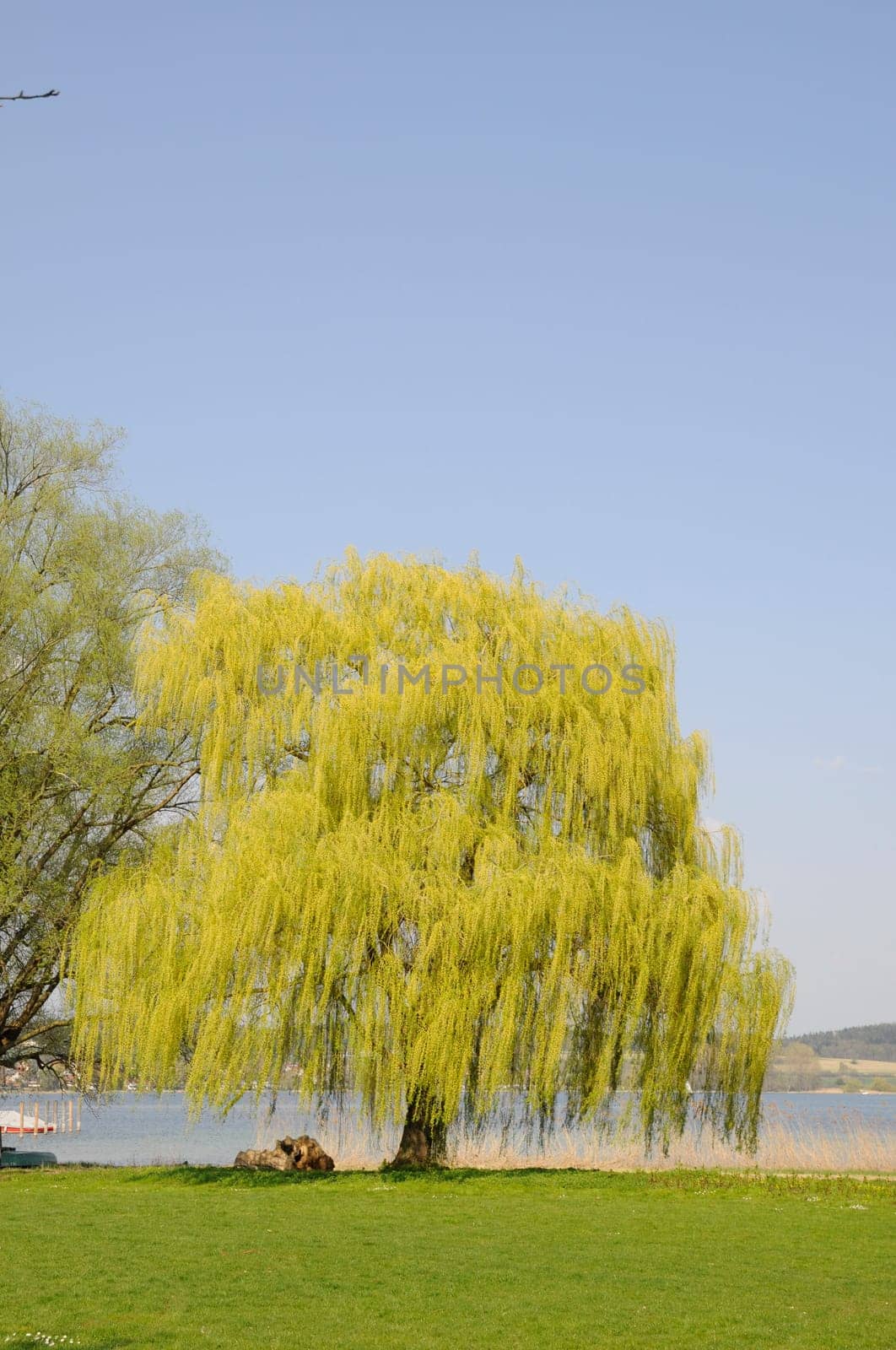 Willow on the shores of Lake Constance