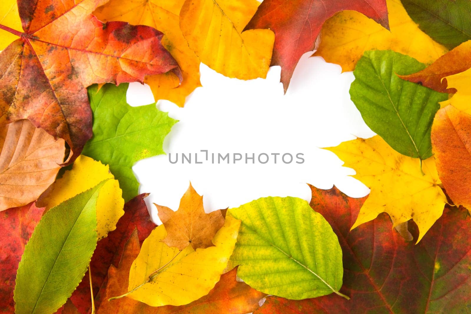 autumn leaves