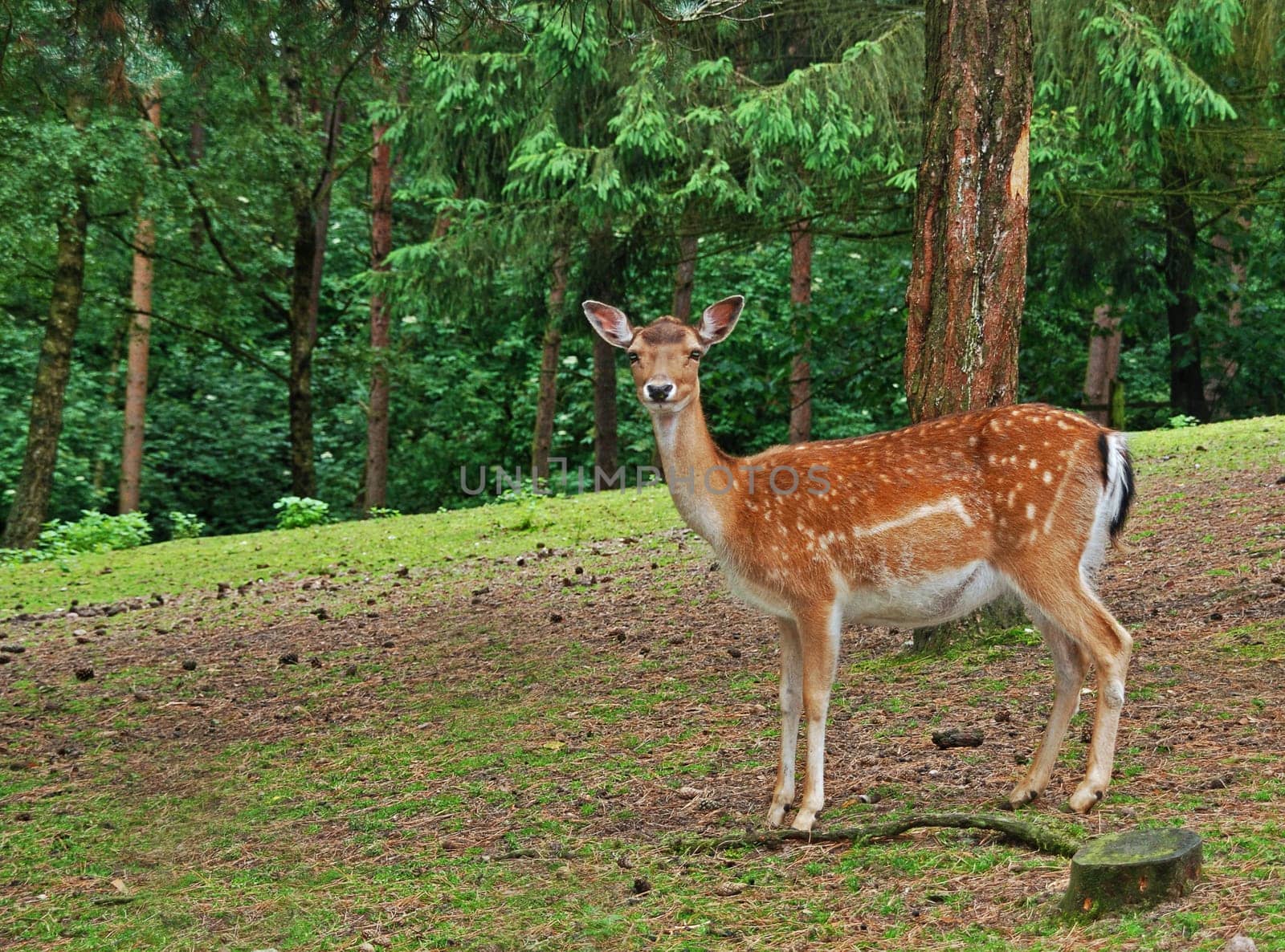 Bambi