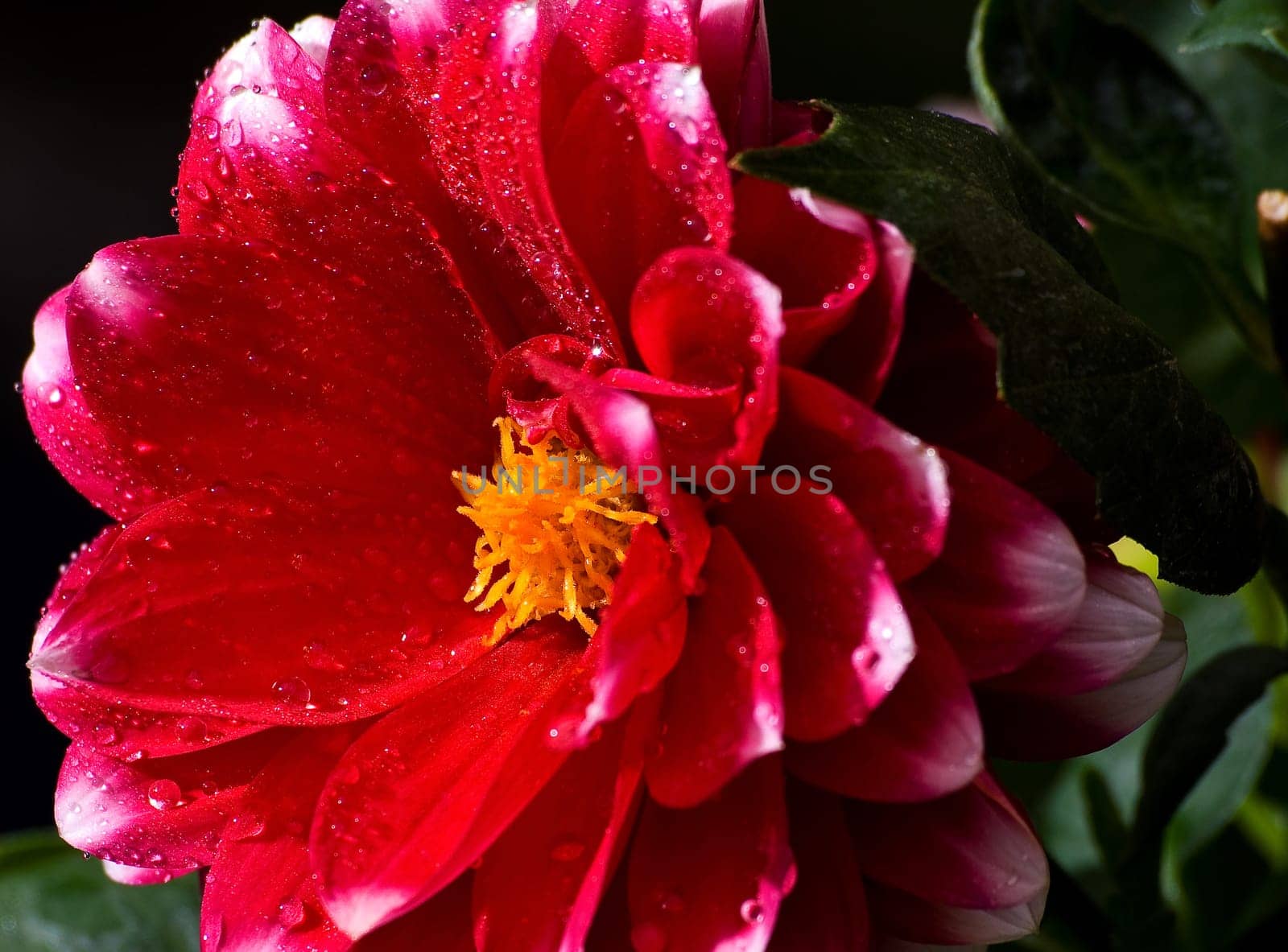 Dahlia