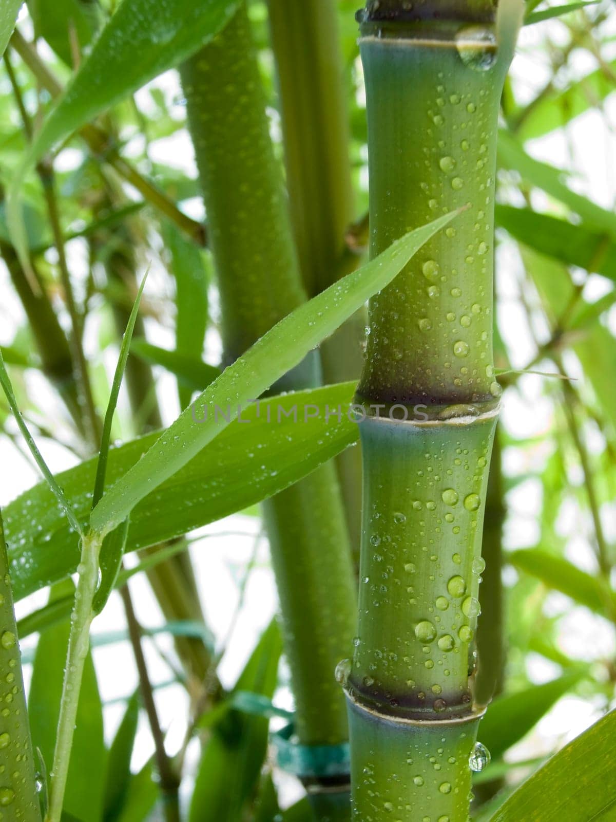 Bamboo 01