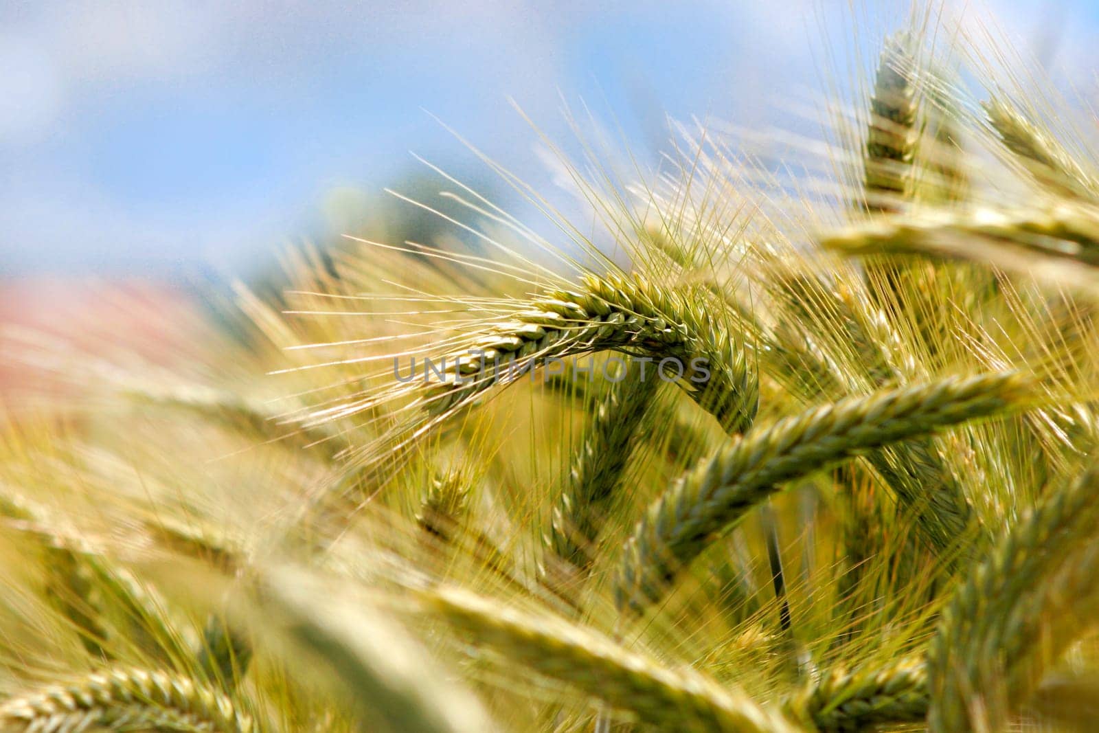 Ears of grain