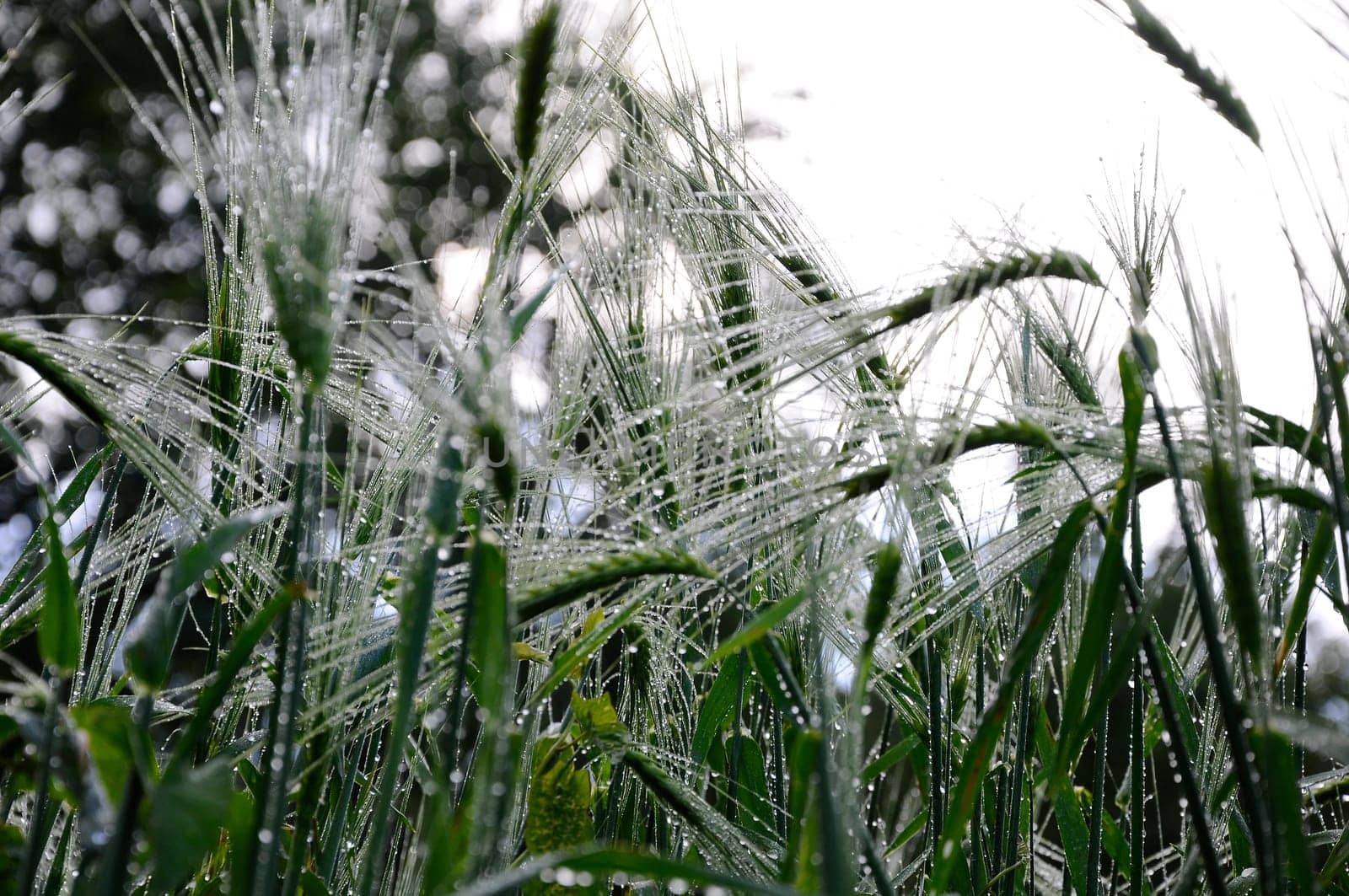Wheat with morning dew