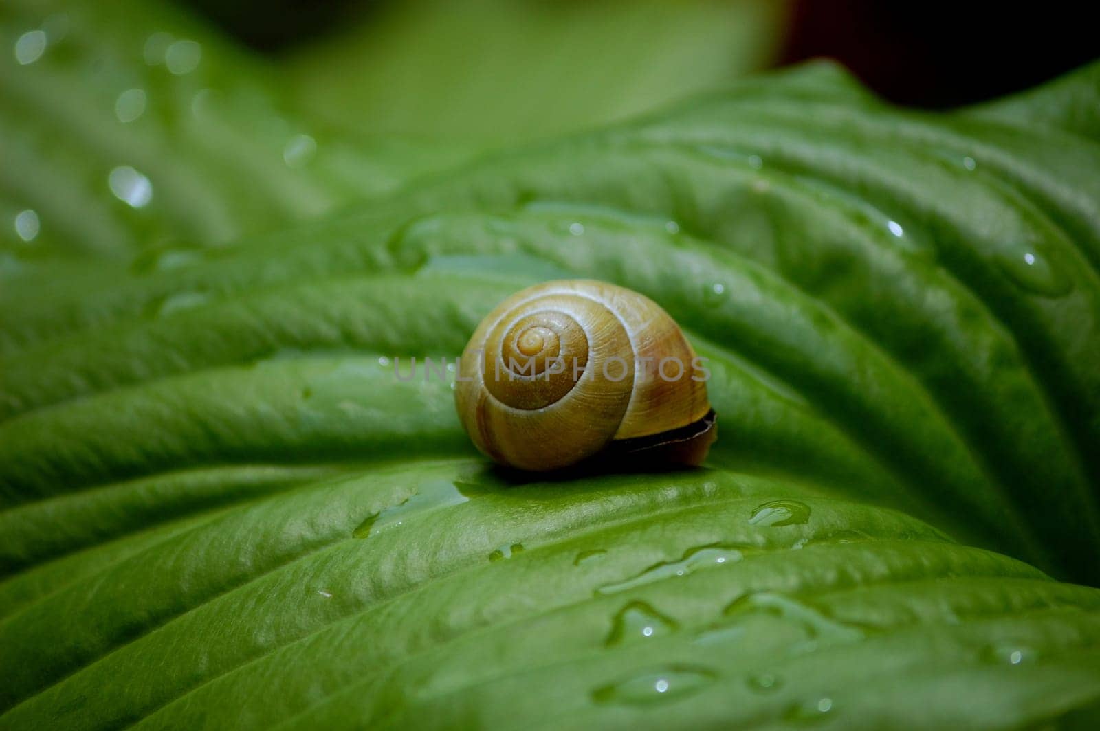 Snail on a green leave