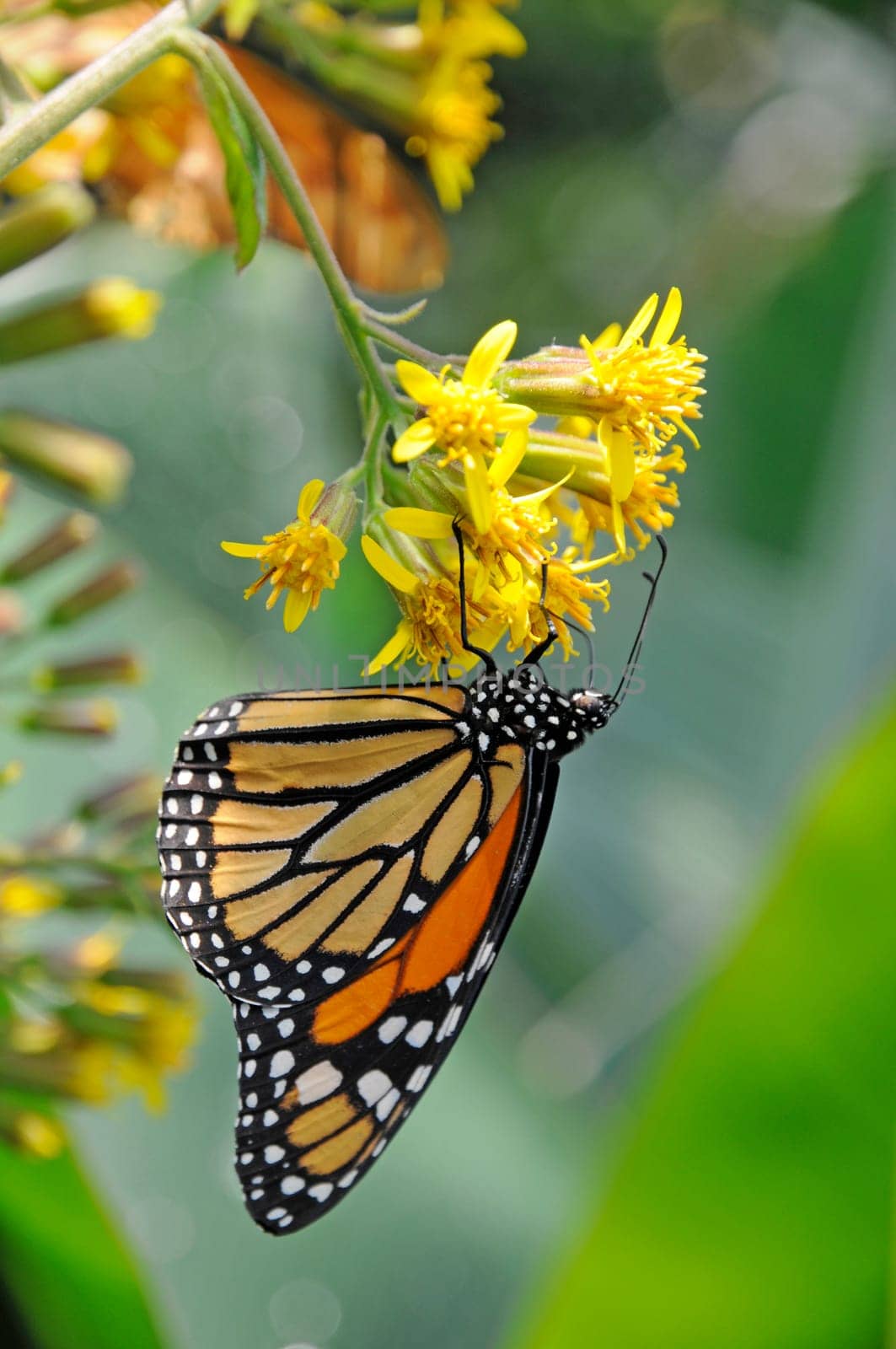 Monarch butterfly