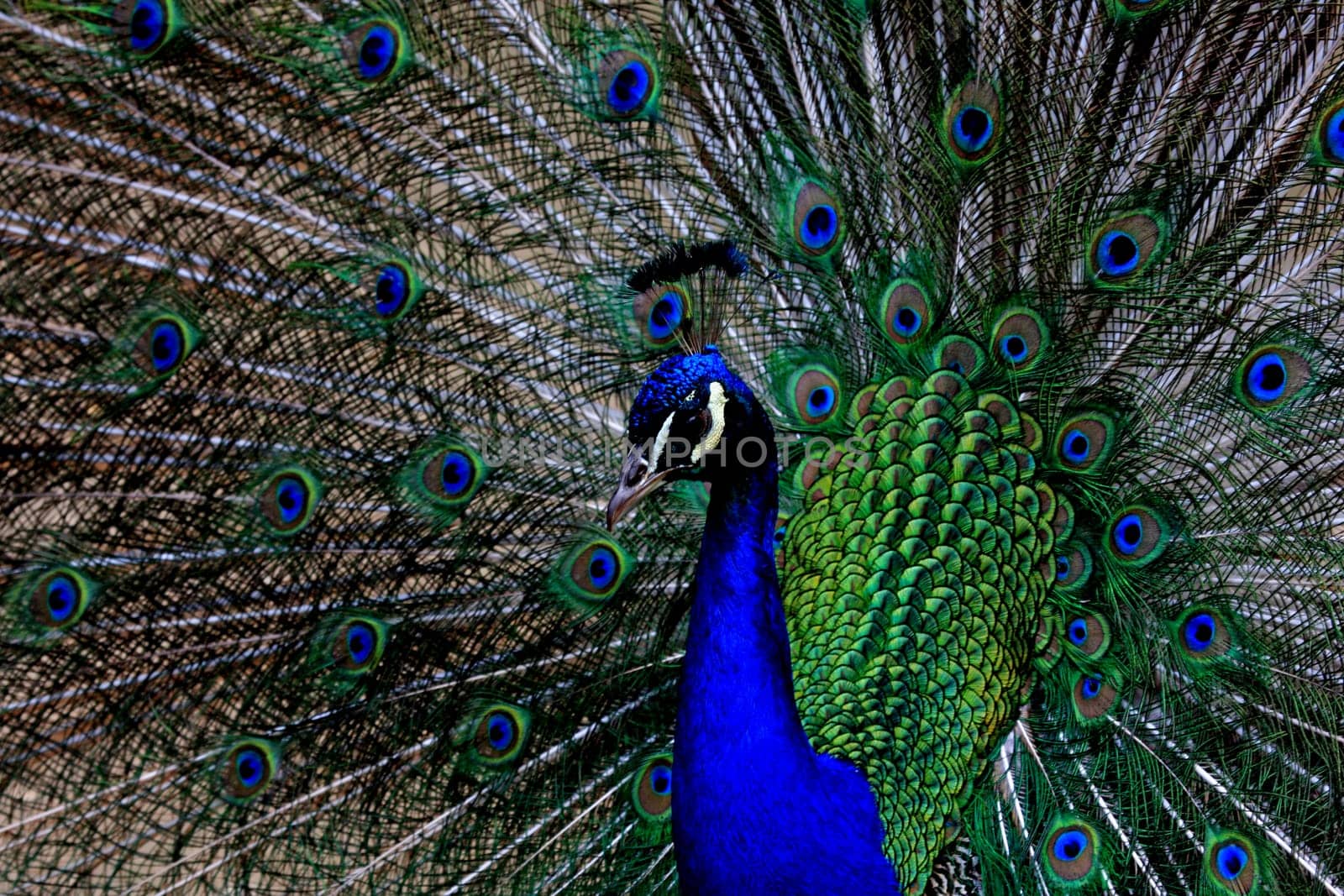 Peacock Portrait