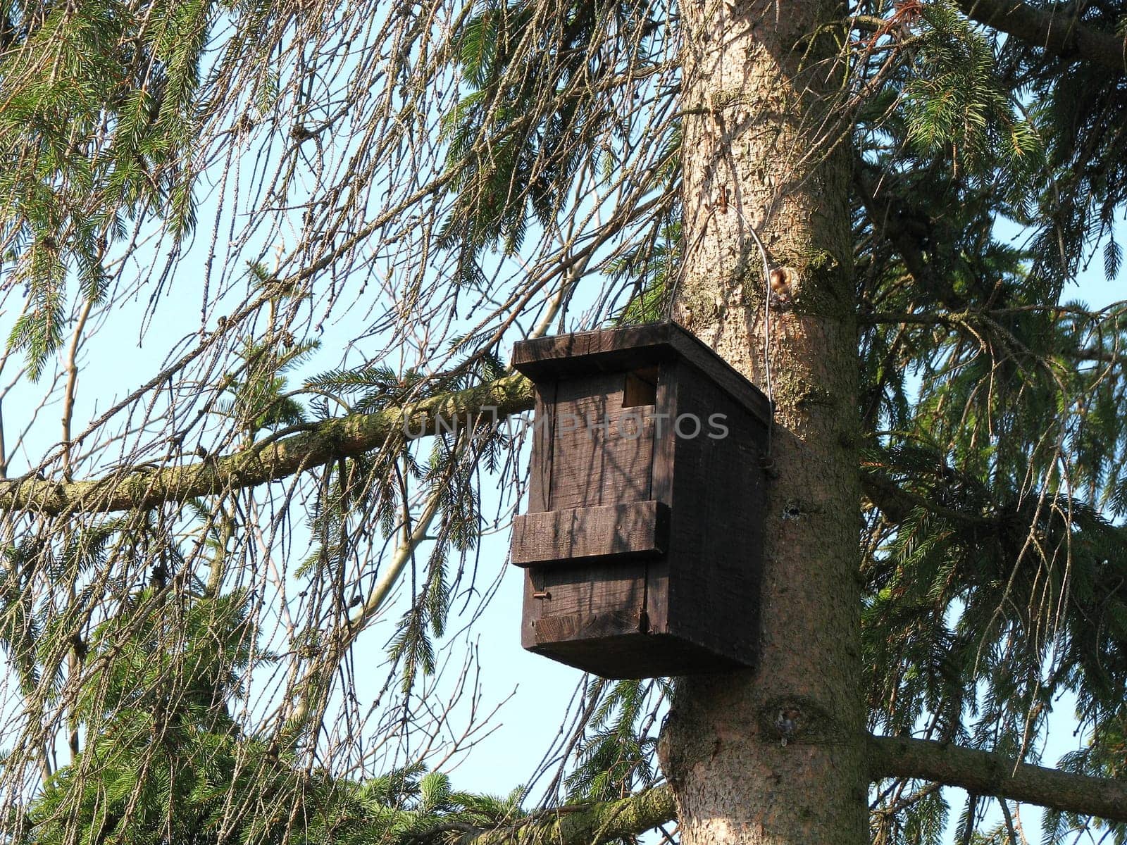 Nest box in a fir tree