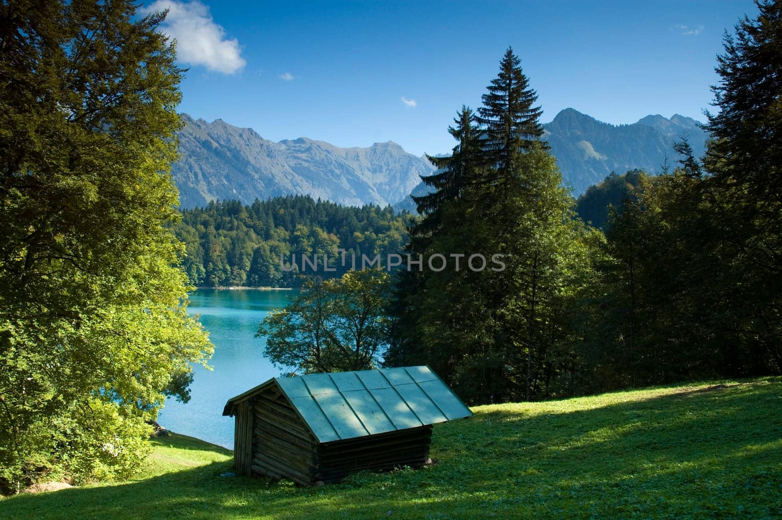 Alpine meadow in the Allgäu