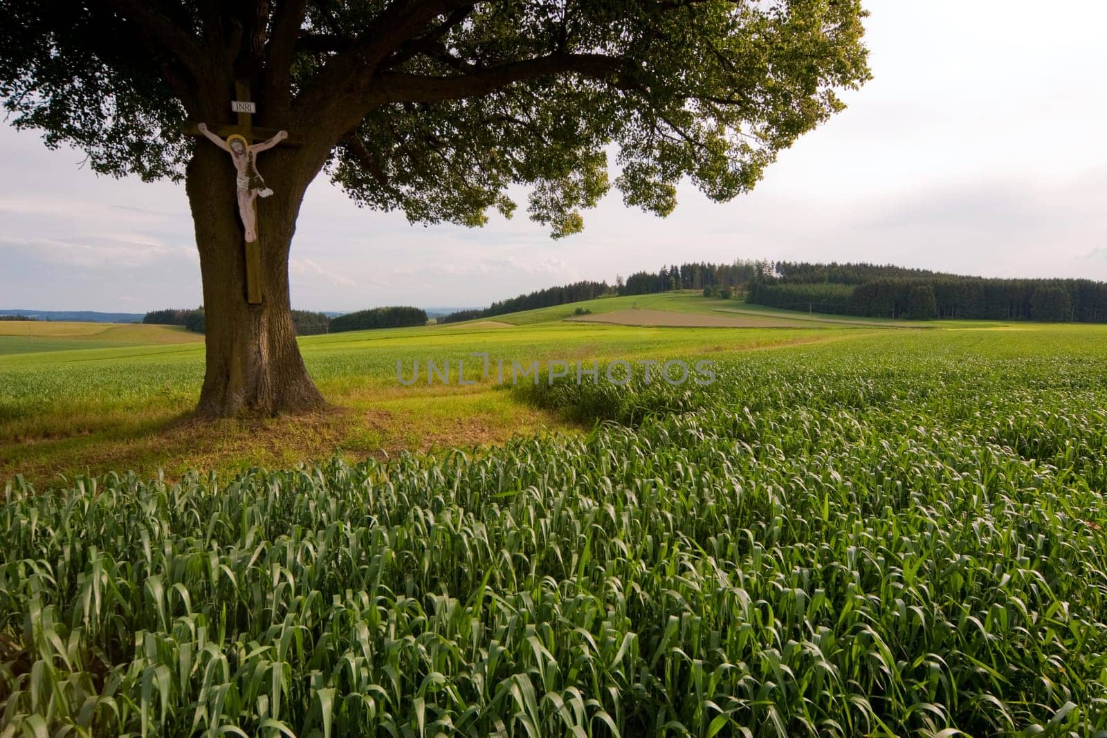 Field Cross