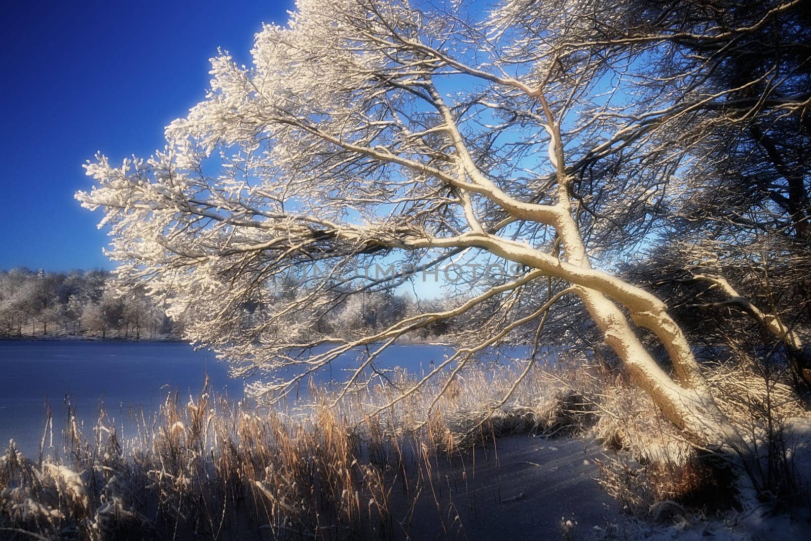 Wind escapees in winter