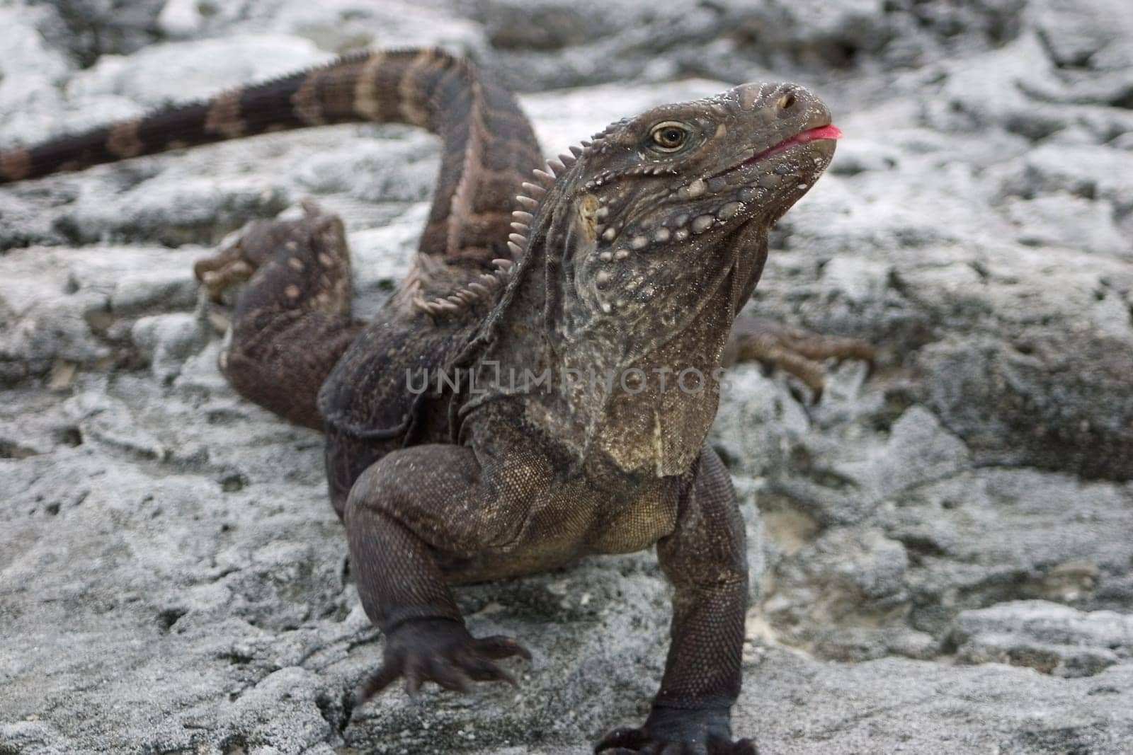 Cuban Belttail Iguana