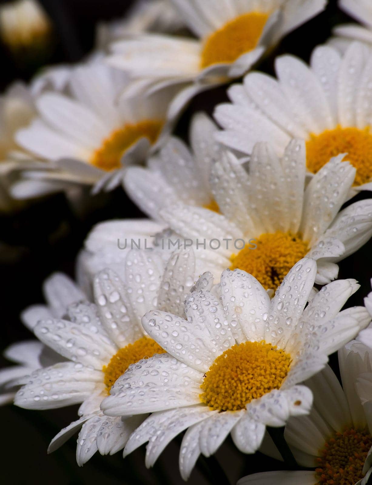Daisies