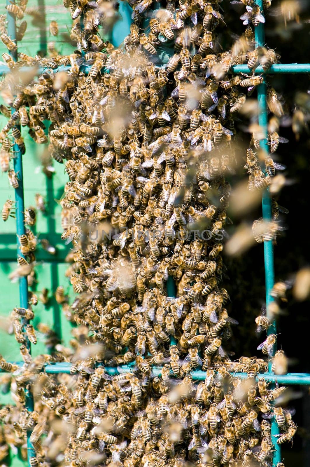 Bee colony swarming