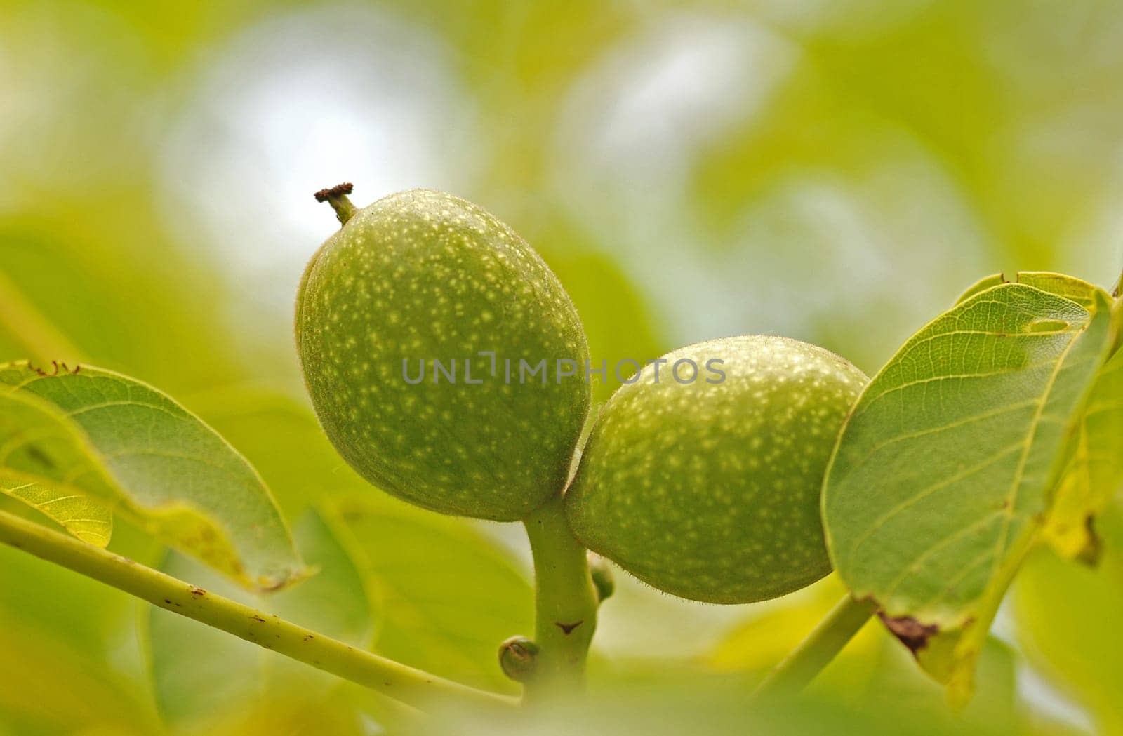 Walnut