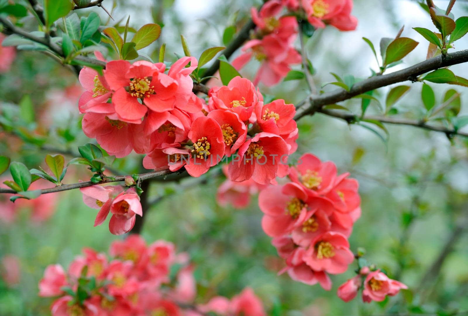 japanese quince branch - blossoming