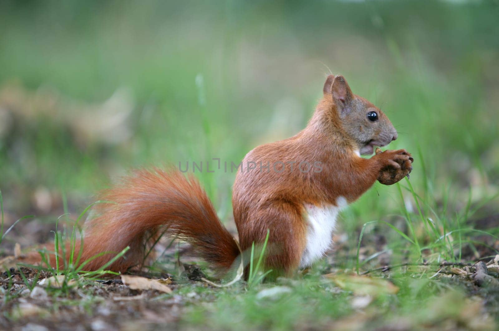 Squirrel