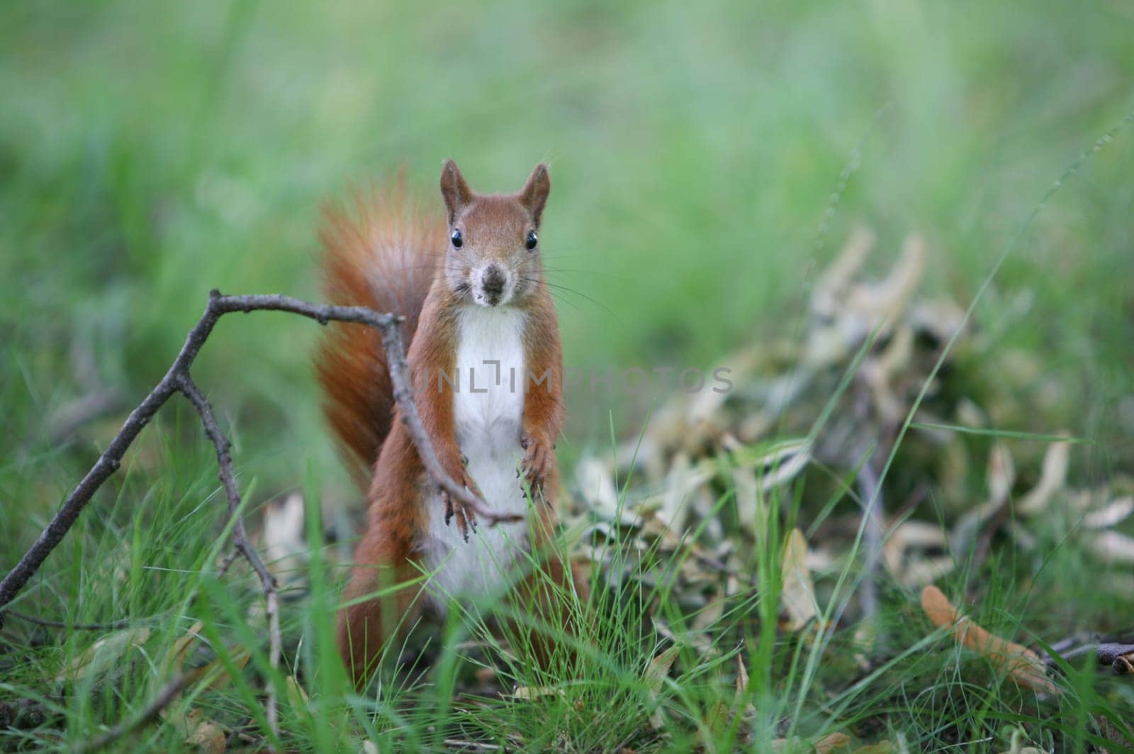 Squirrel