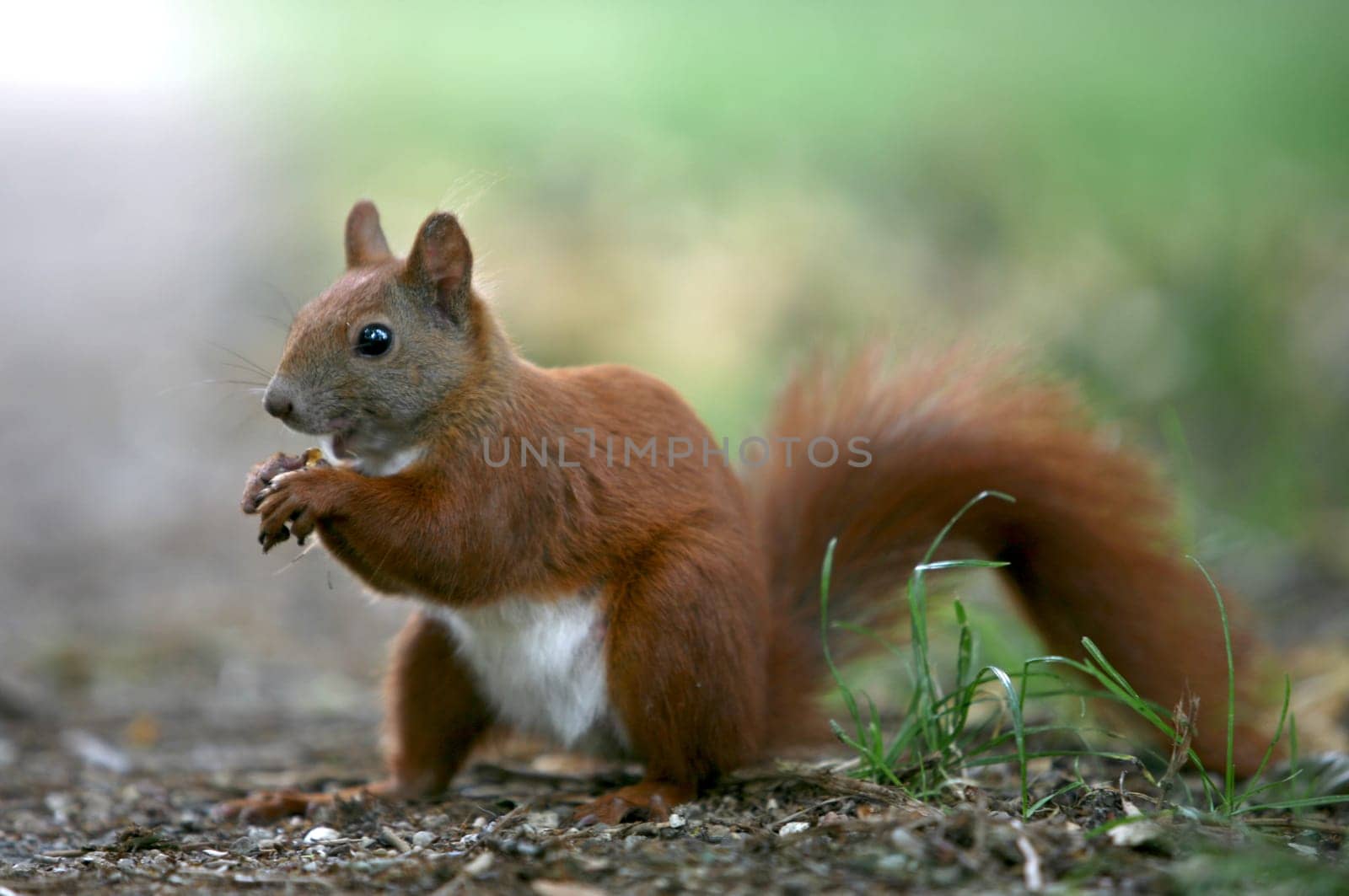 Squirrel
