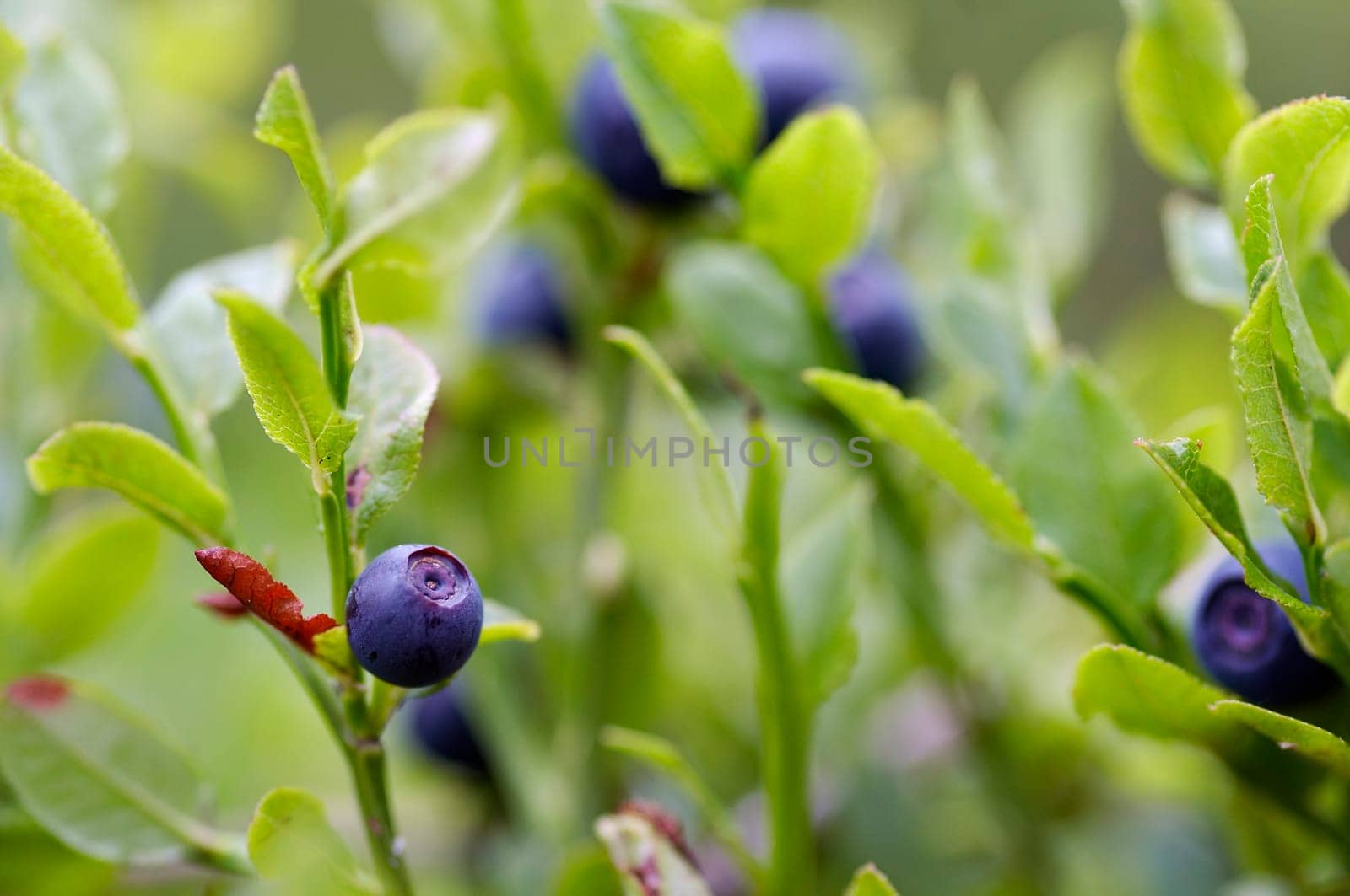 blueberry shrubs