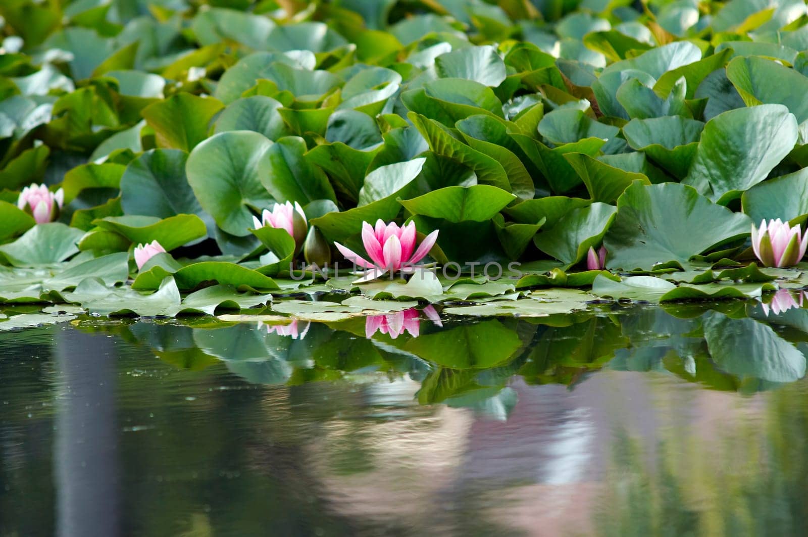 pond lily on the water