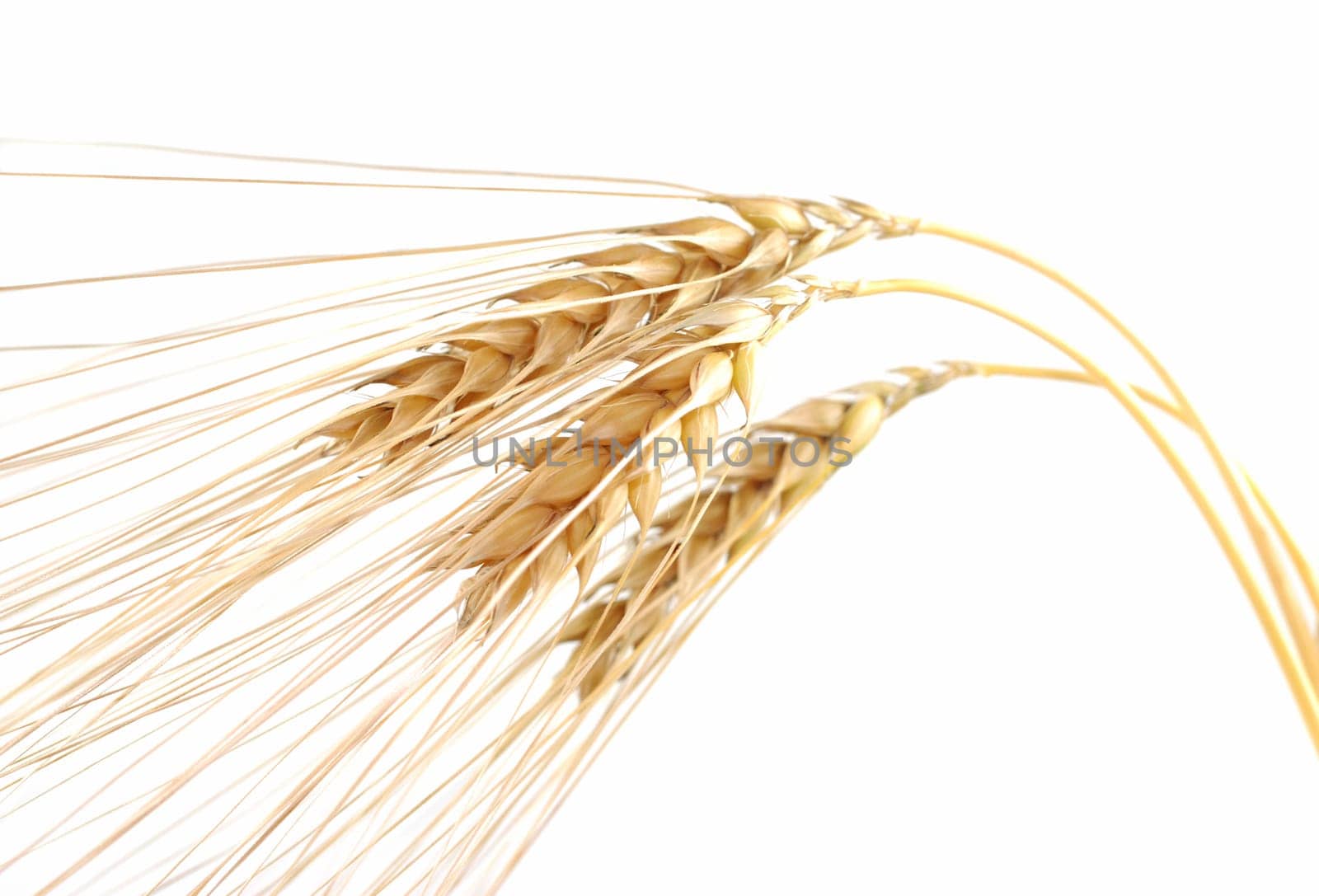 Three ears of corn