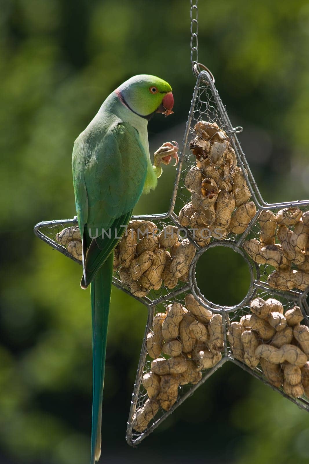 Rose-ringed parakeet eating peanuts