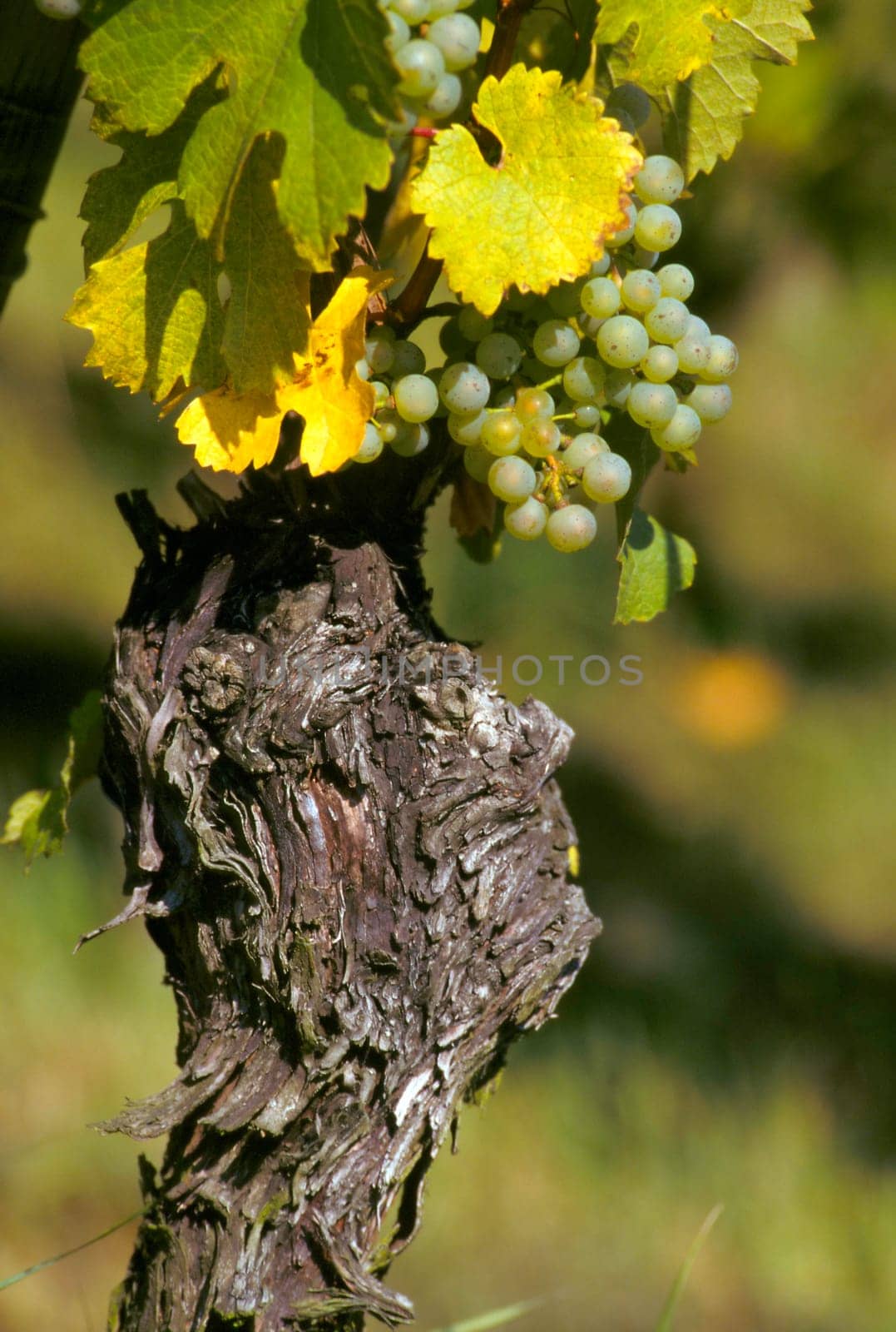 Grapes and vine