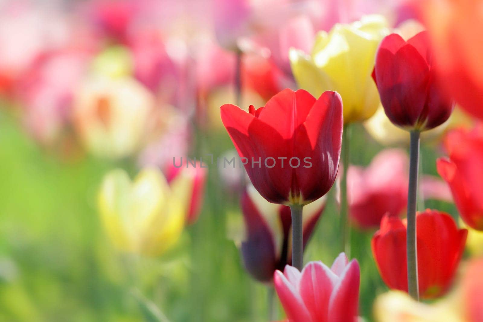 tulips