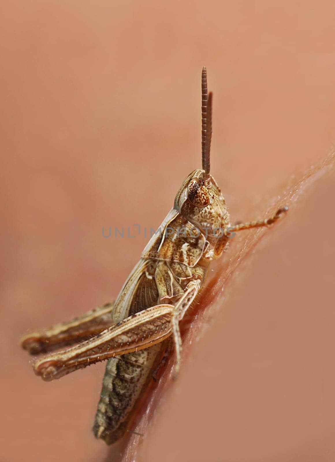 common grasshopper Chorthippus parallel