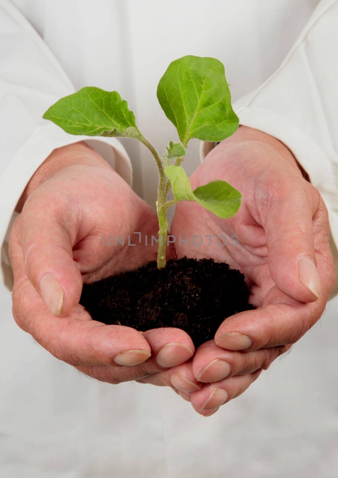 Plant with hands