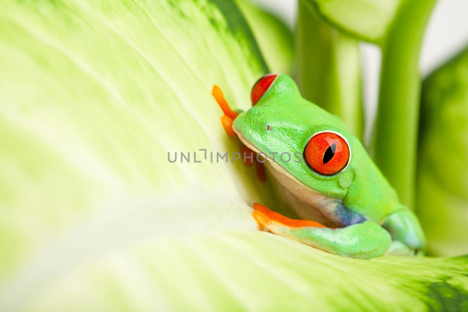frog in a plant