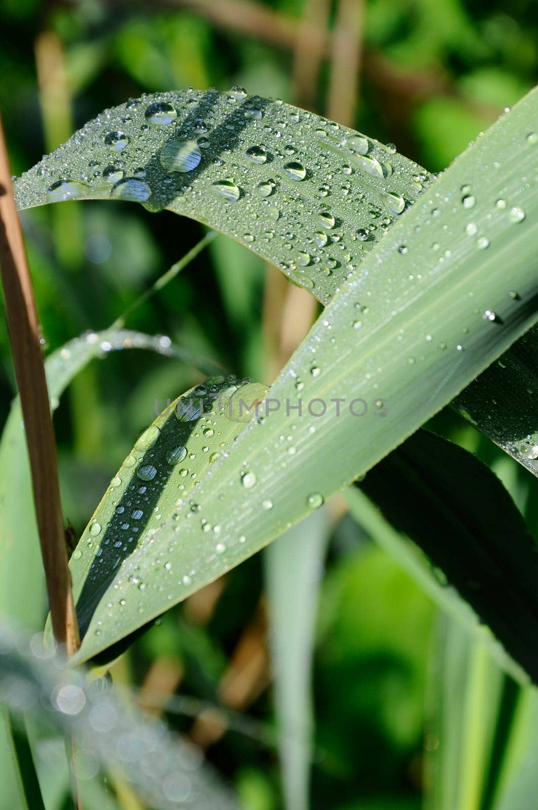 Reeds with raindrops