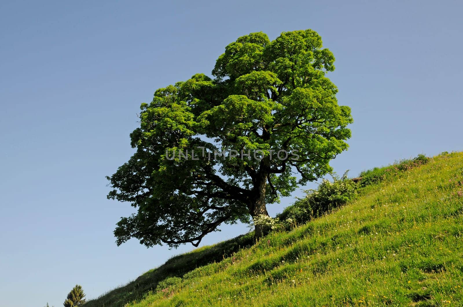 Maple