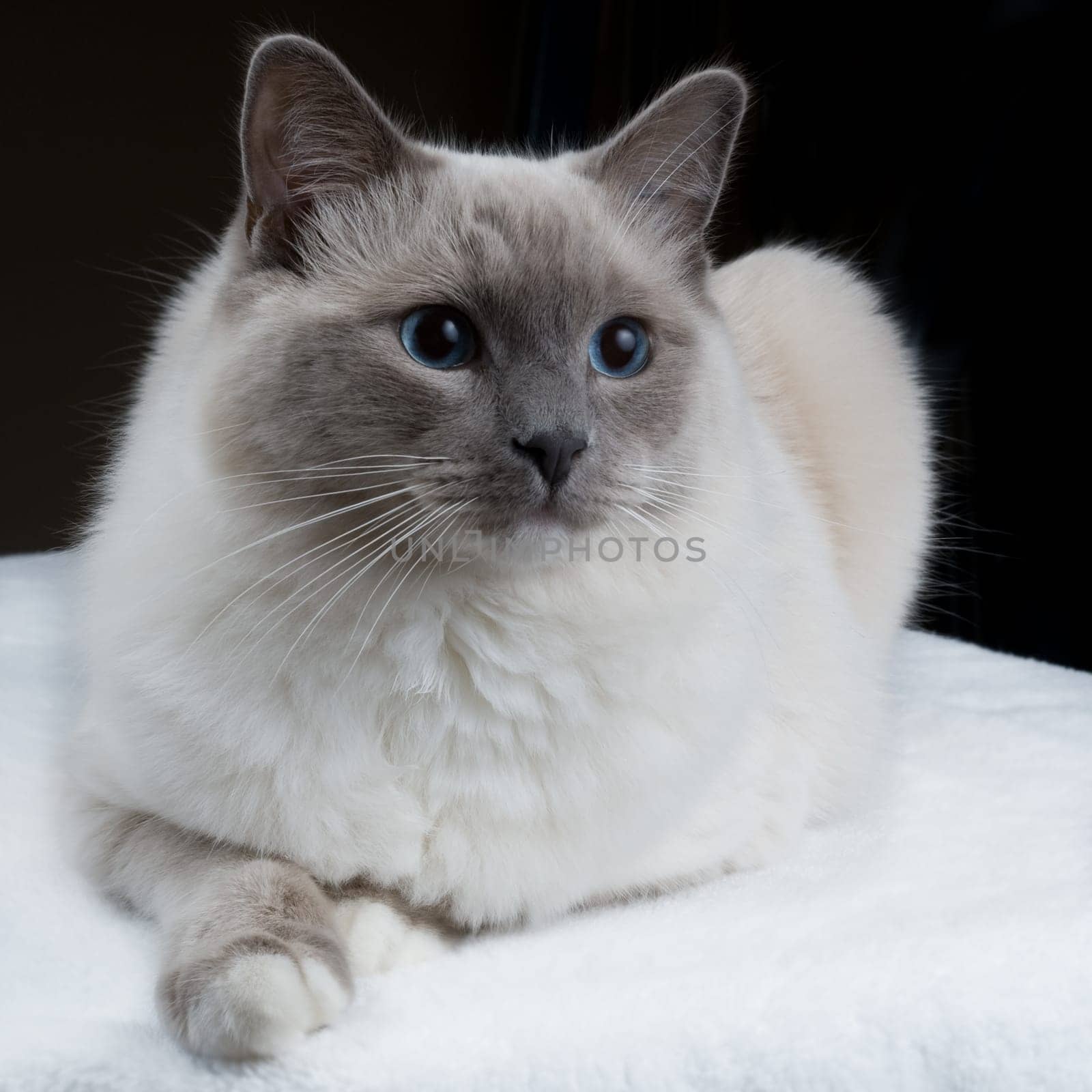 Isolated Ragdoll Cat