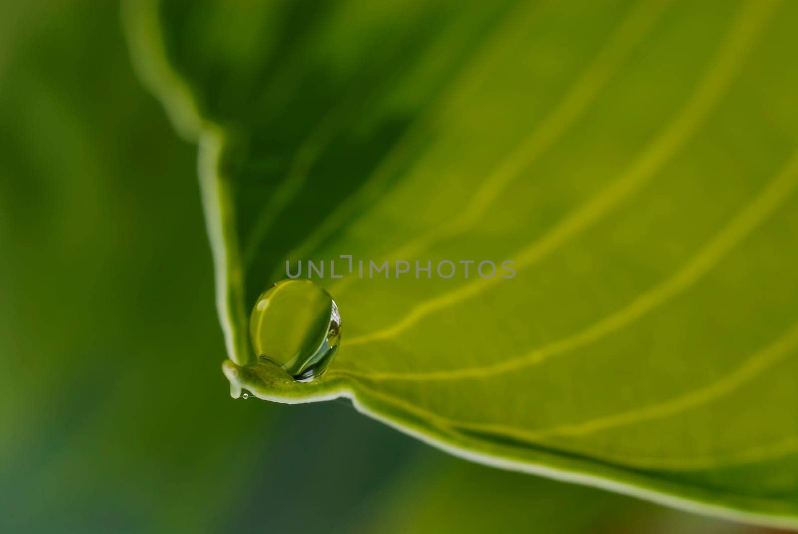 Water Drop on Plant Leaf