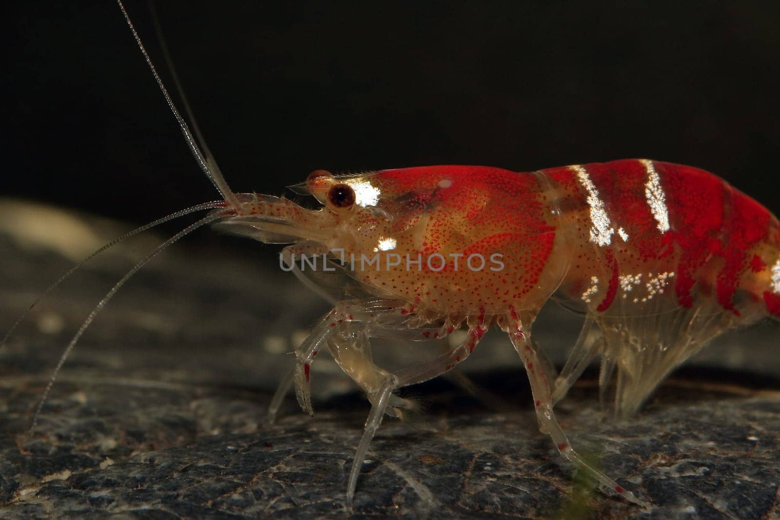 Red Bee Dwarf Prawn
