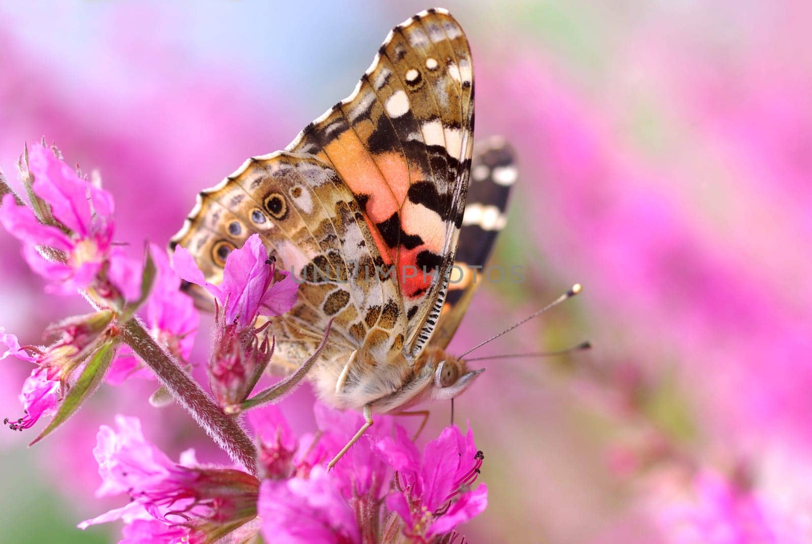 Painted lady